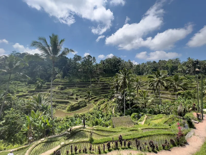 Green rice terraces and palm trees at Tegallalang near Ubud, Bali, under a blue sky